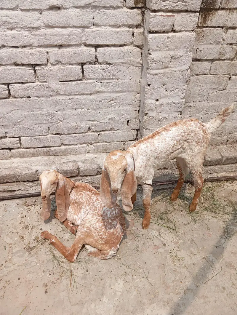 goats — photo 2