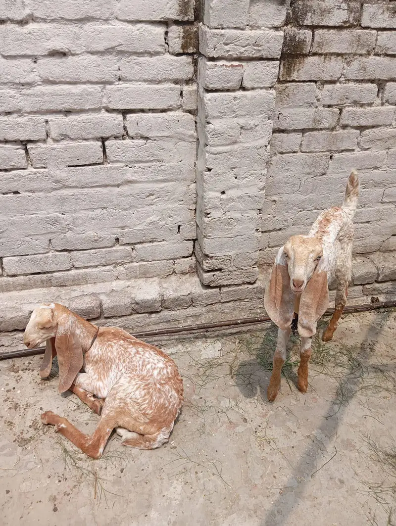 goats — photo 3