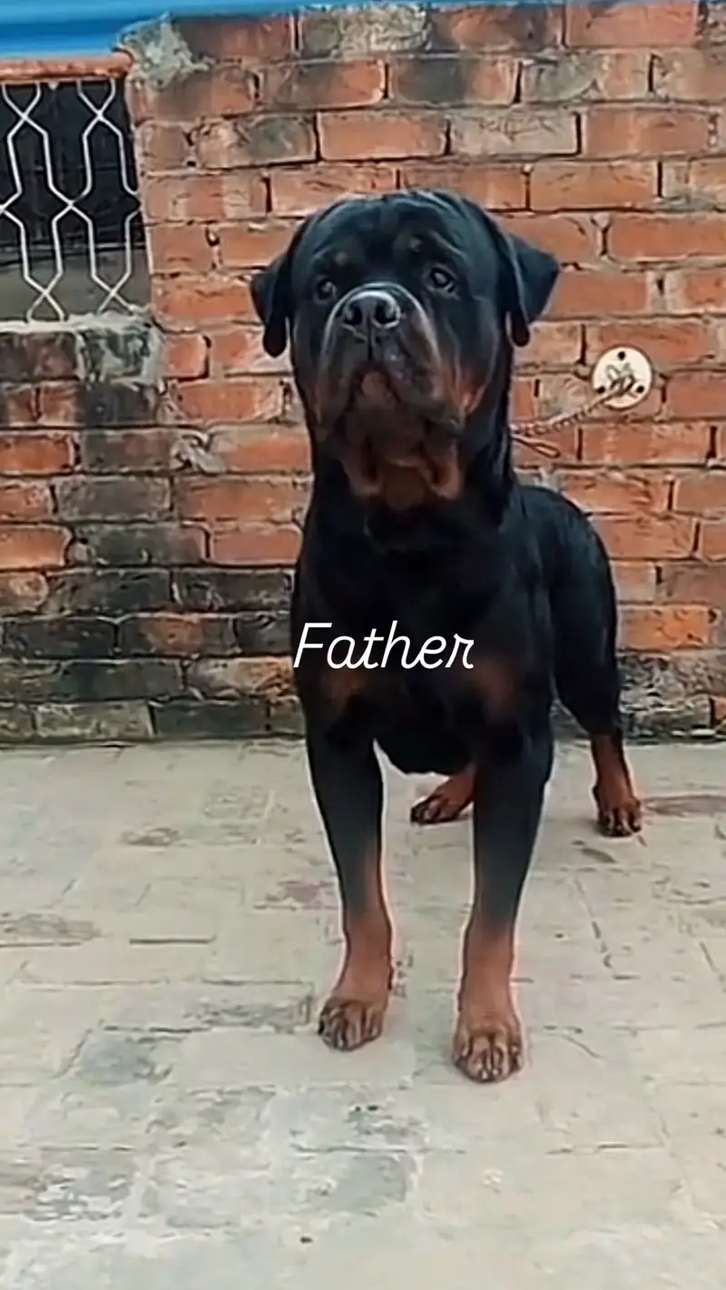 Rottweiler Puppies available — photo 4