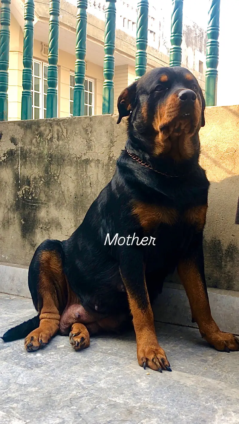 Rottweiler Puppies available — photo 5