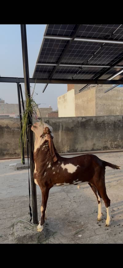 Ablak bakra for sale contact number 03059674378 whatapps pr cal kry