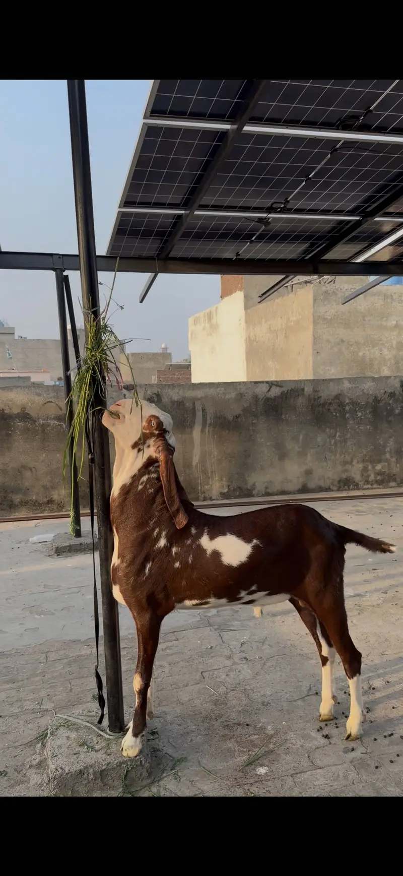 Ablak bakra for sale contact number 03059674378 whatapps pr cal kry