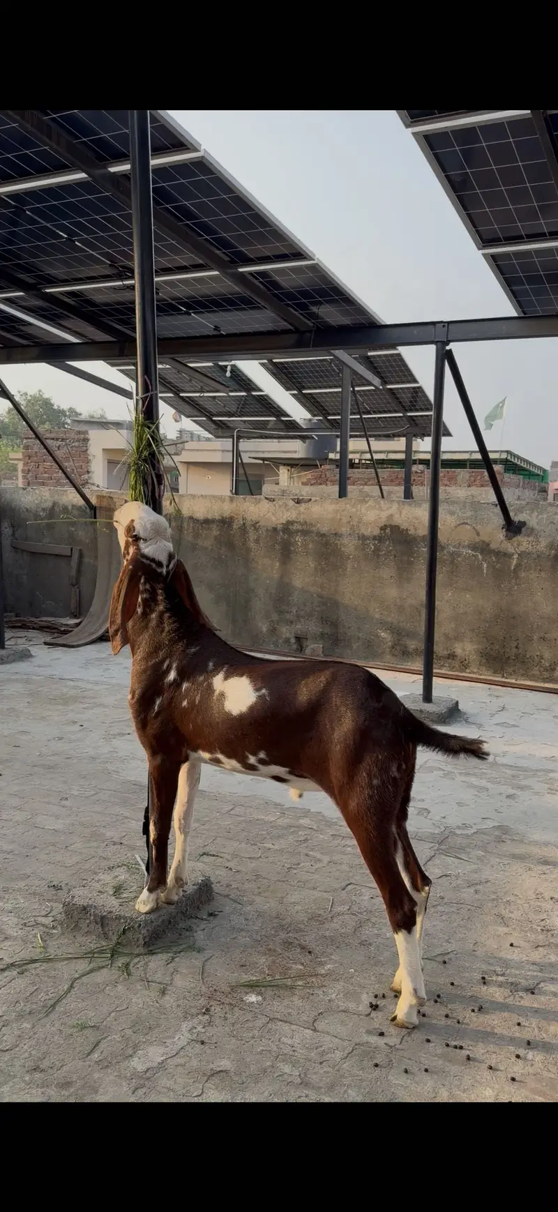 Ablak bakra for sale contact number 03059674378 whatapps pr cal kry — photo 2