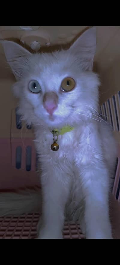 MALE KITTEN FOR SALE