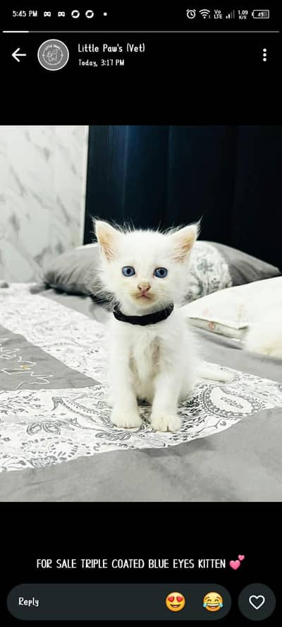 Persian kitten blu eyes good owner need