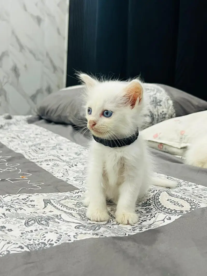 Persian kitten blu eyes good owner need — photo 2