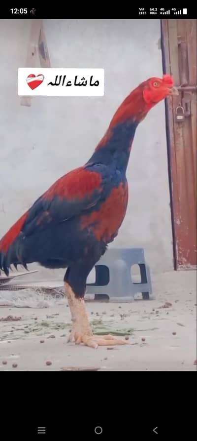 خوبصورت نر پرندہ برائے فروخت