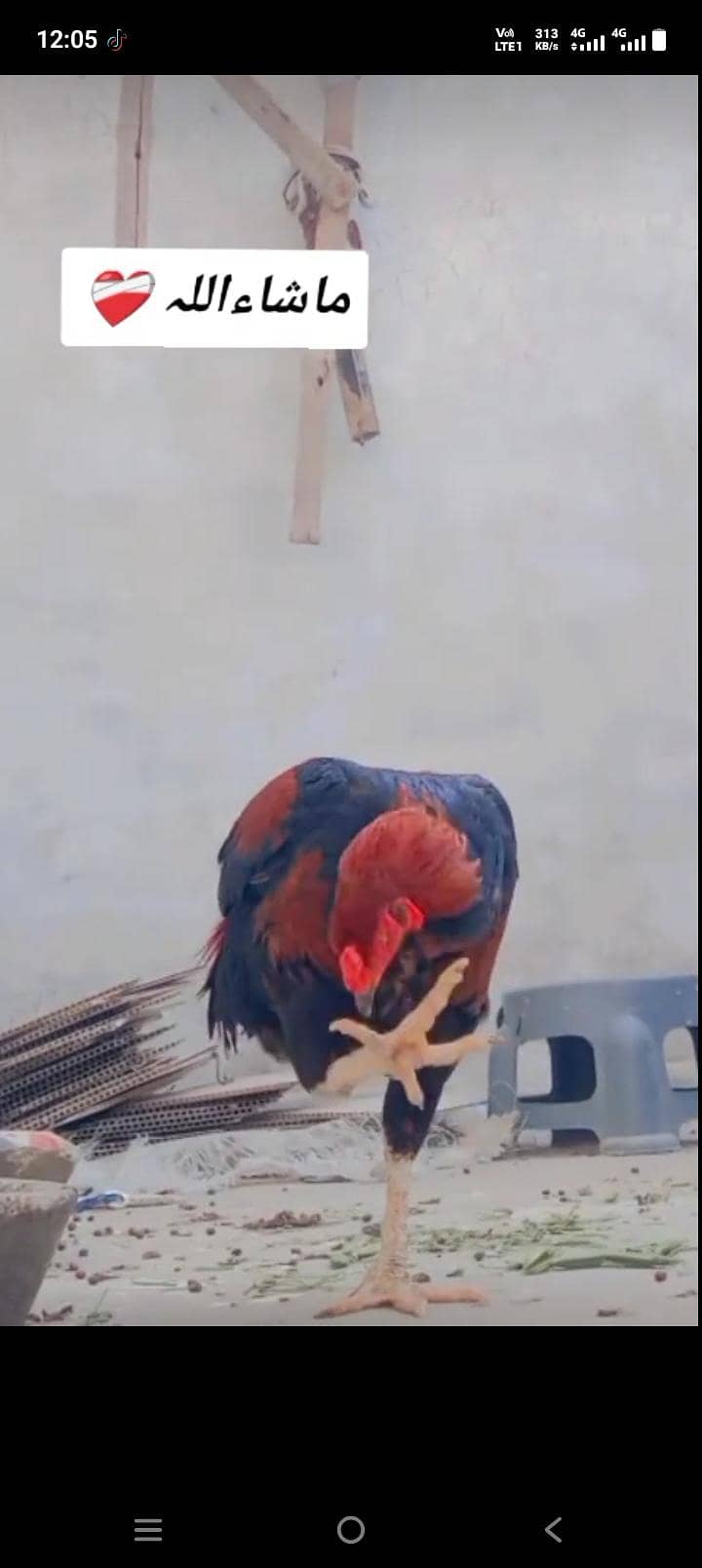 خوبصورت نر پرندہ برائے فروخت 1