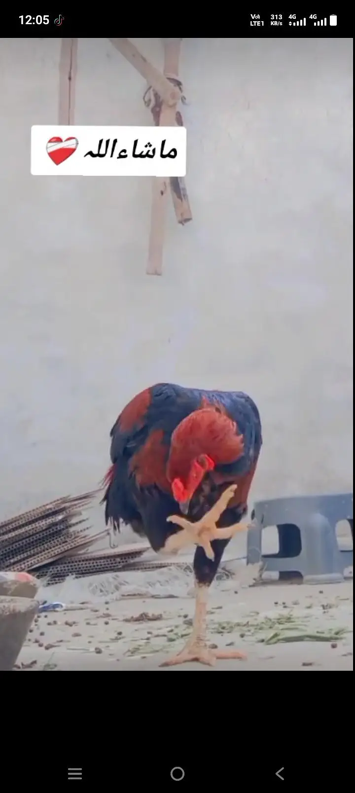 خوبصورت نر پرندہ برائے فروخت — photo 2