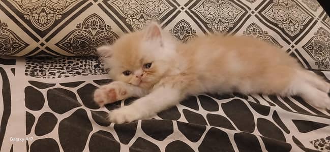 Persian kitten extremely punch face light brown