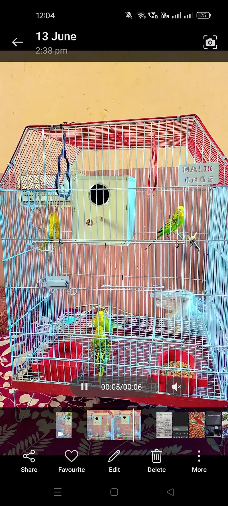 parrots — photo 2