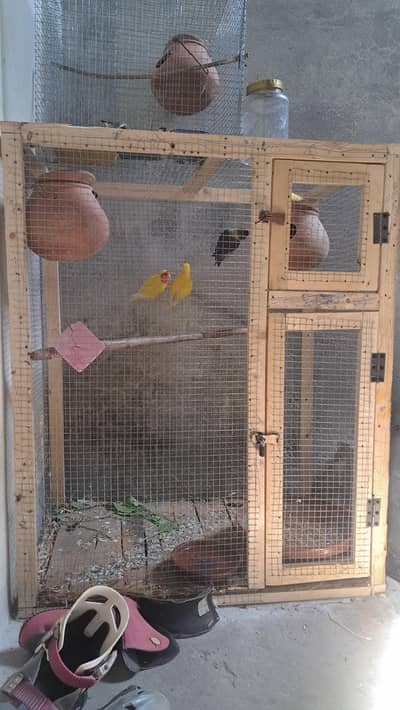 lotino 100%  breeder pair with Cage