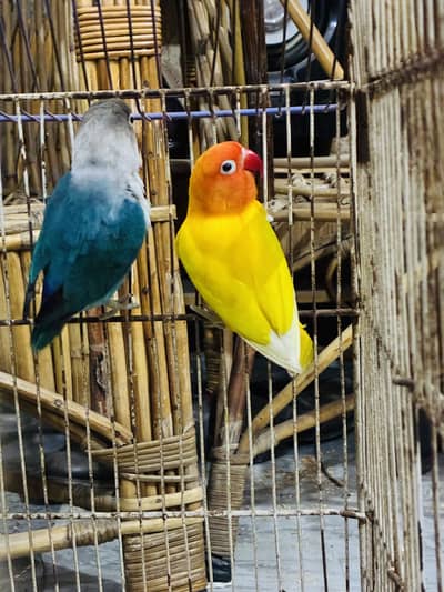 Lovebirds breeder pairs 03114333791