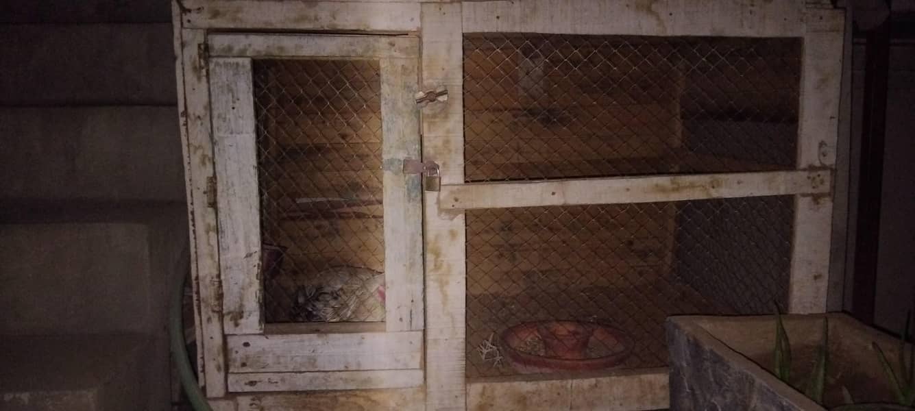 اصیل مرغہ مرغی ریڈی پیئر برائے فروخت 8