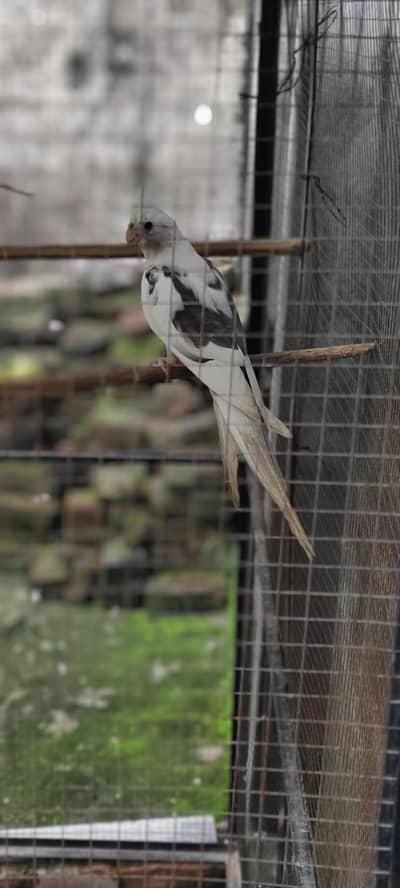 cockatiel