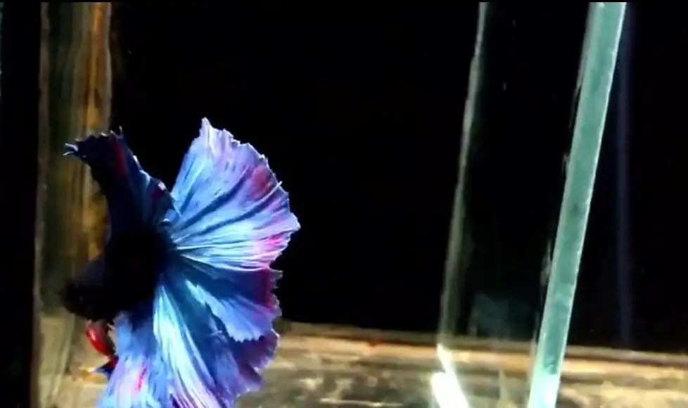 Betta fish — photo 2