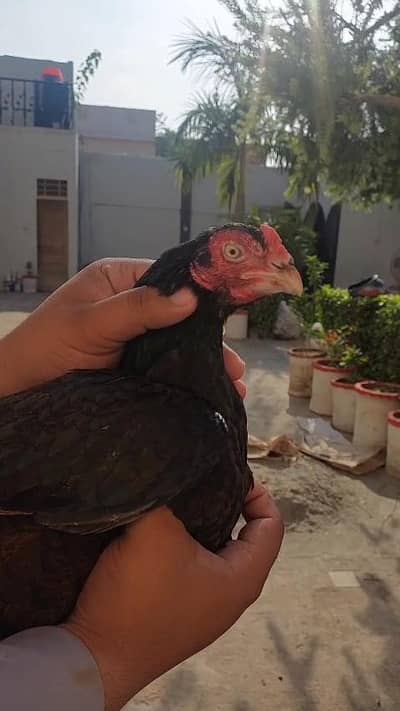 Aseel amroha blood madi for sale.