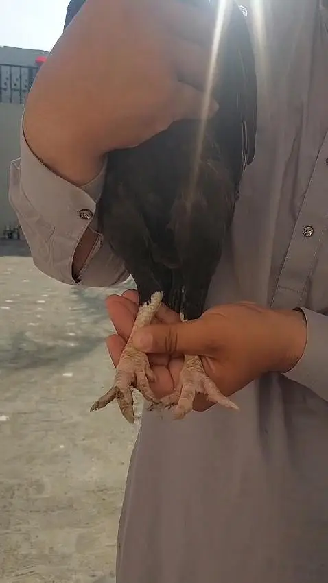 Aseel amroha blood madi for sale. — photo 5