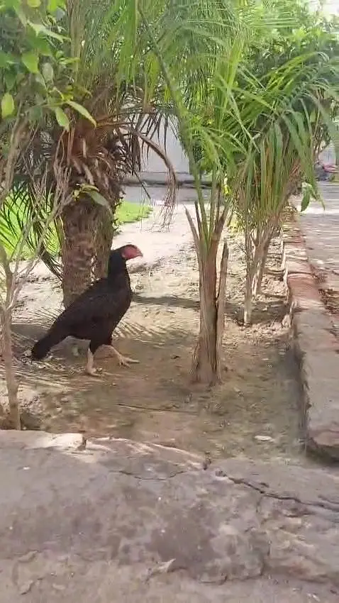 Aseel amroha blood madi for sale. — photo 6