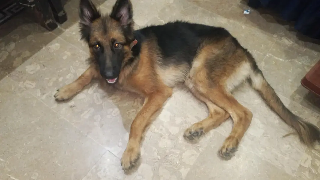 sweeti — photo 2