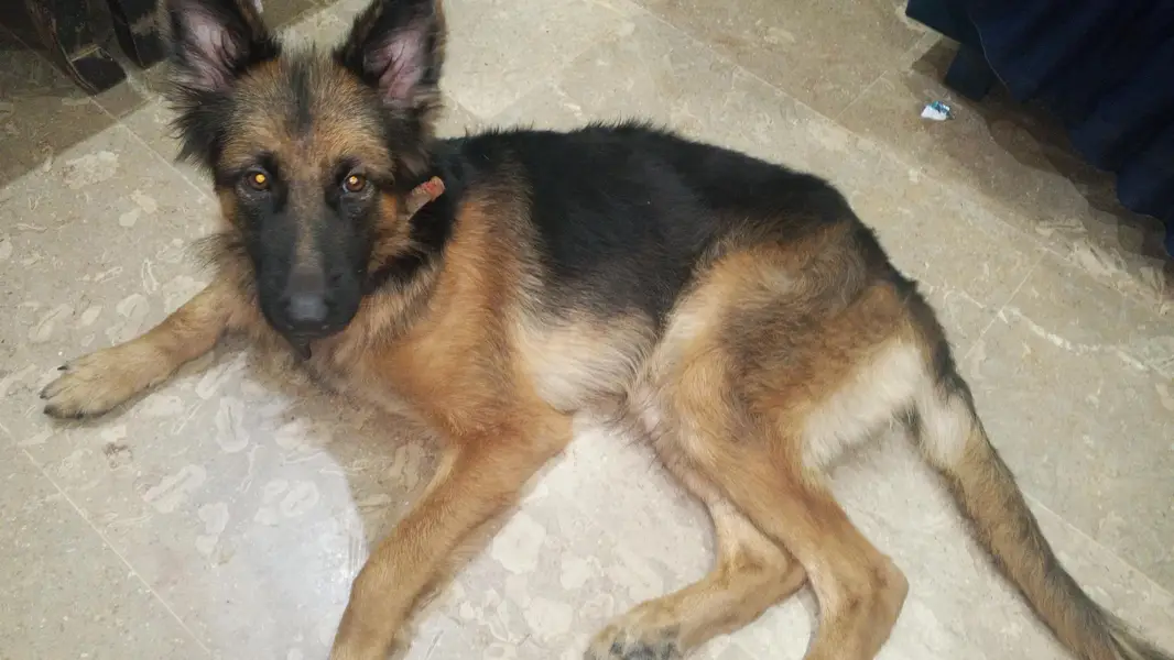 sweeti — photo 3