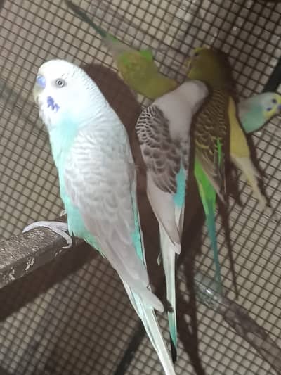 Male Budgies for Sale – Healthy & Active