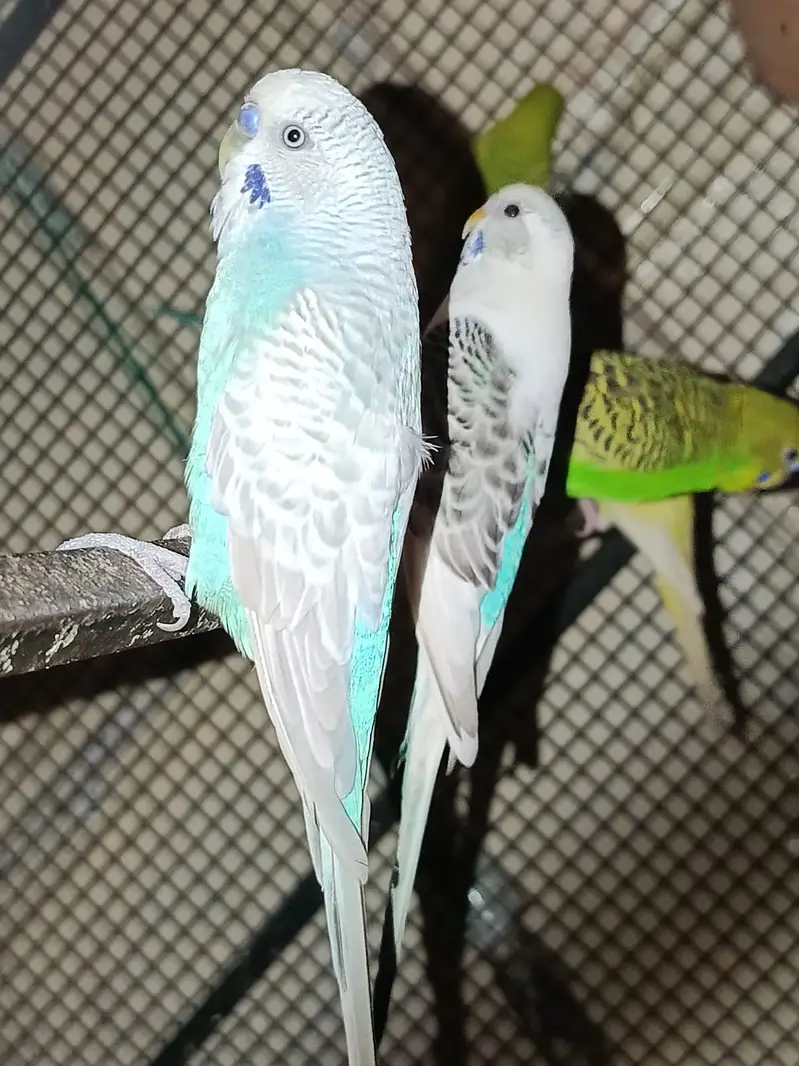 Male Budgies for Sale – Healthy & Active — photo 2