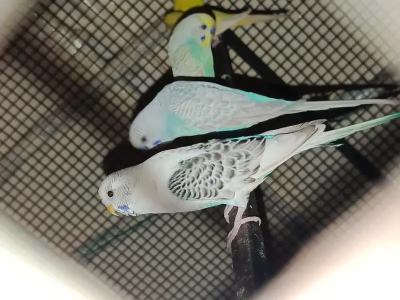 Male Budgies for Sale – Healthy & Active — photo 3
