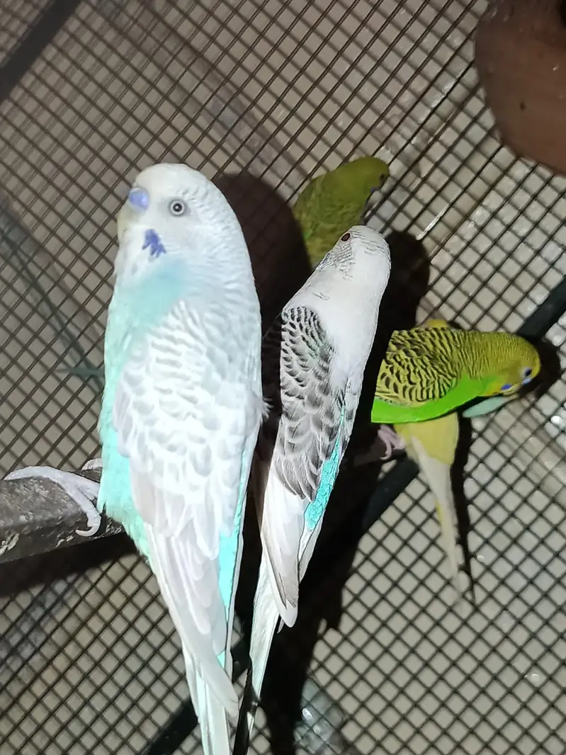Male Budgies for Sale – Healthy & Active — photo 4