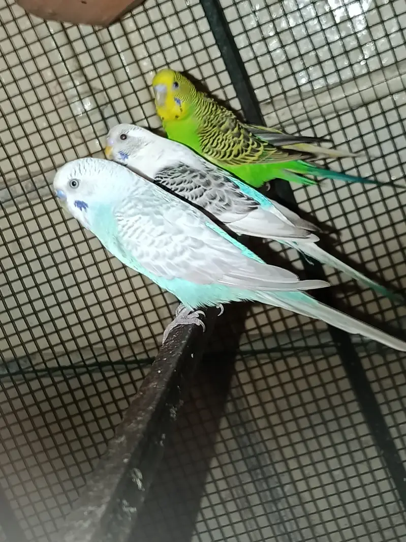 Male Budgies for Sale – Healthy & Active — photo 6