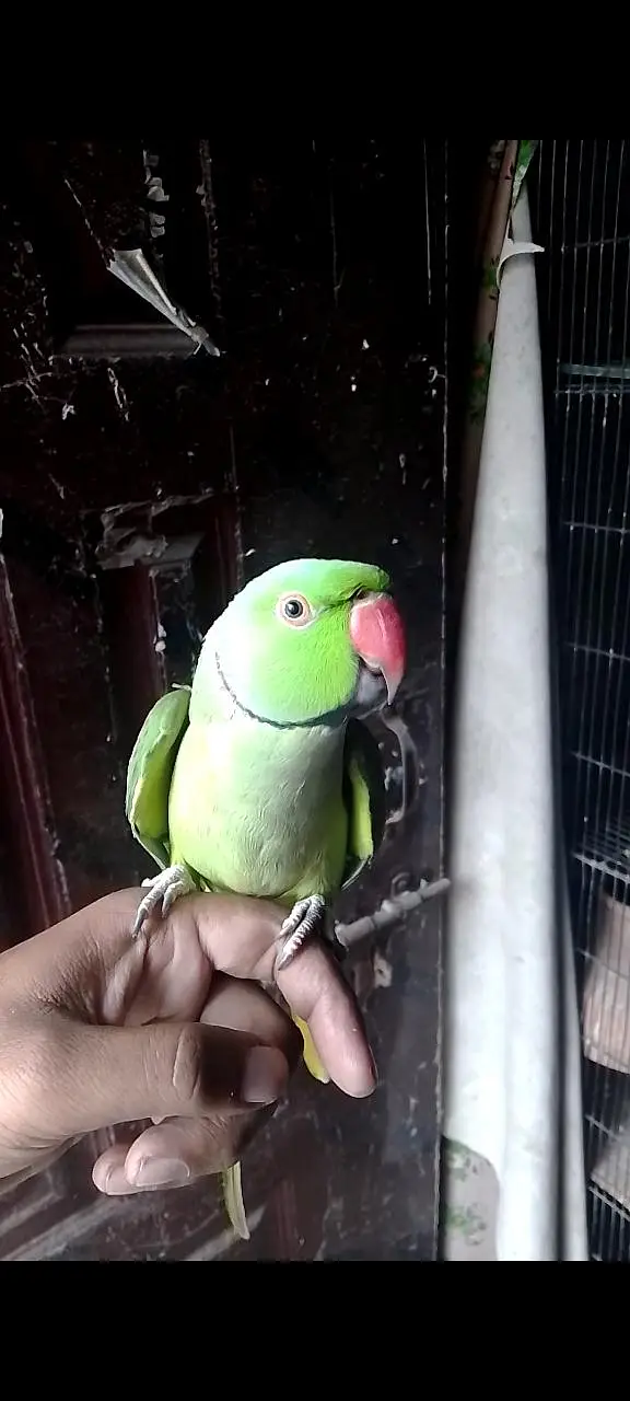 Green mithy tamed — photo 2