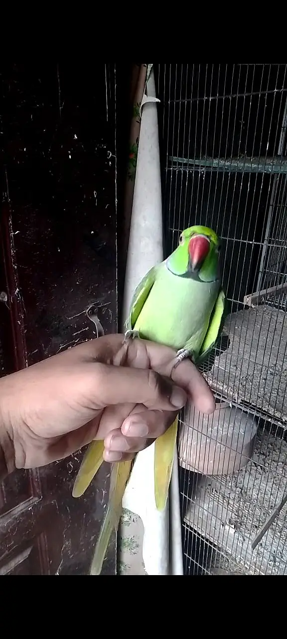 Green mithy tamed — photo 3