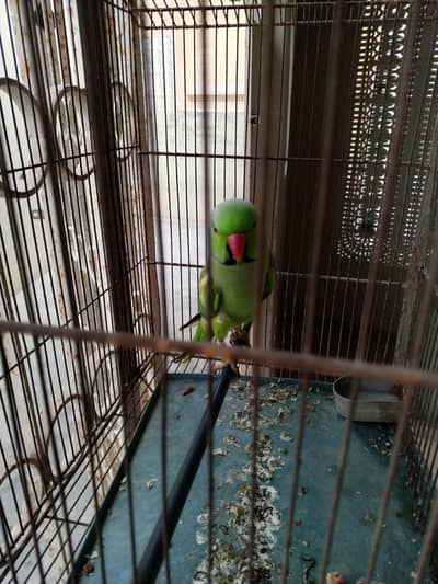 TALKING PARROT 