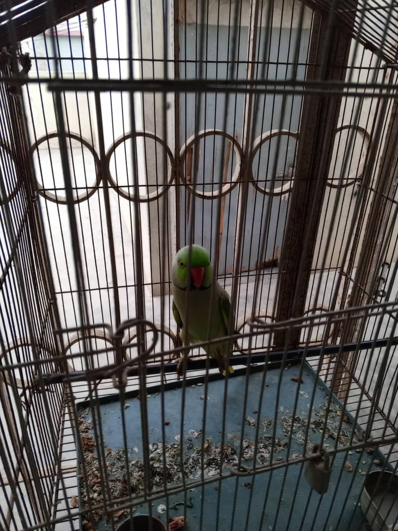 TALKING PARROT  1