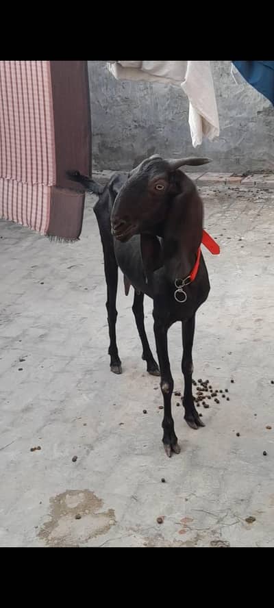 dasi bital bakri