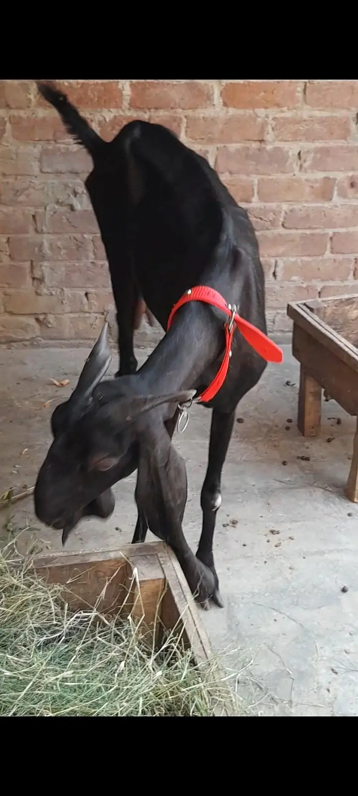dasi bital bakri — photo 2
