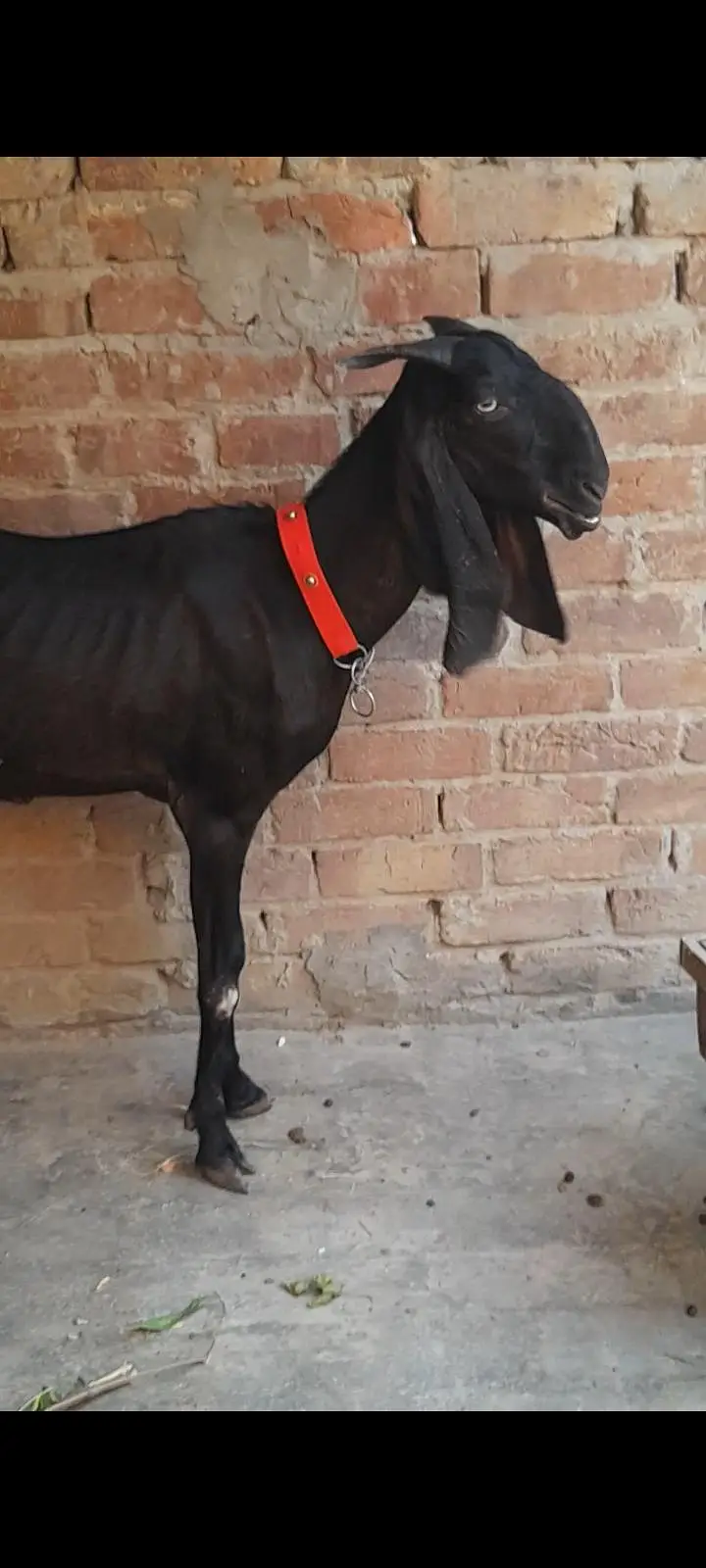 dasi bital bakri — photo 3