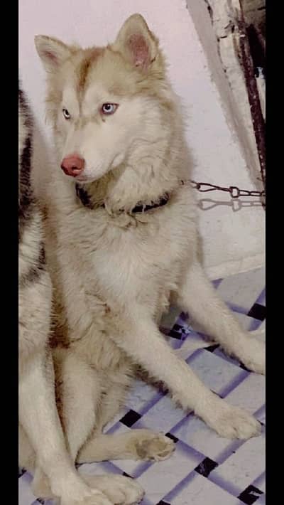 Siberian Husky Male Pup