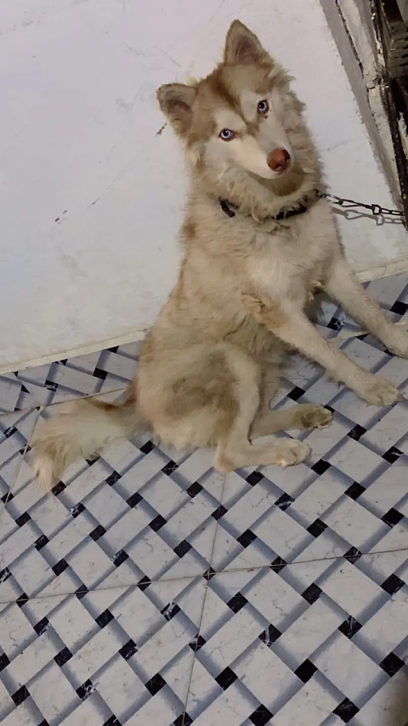 Siberian Husky Male Pup — photo 3