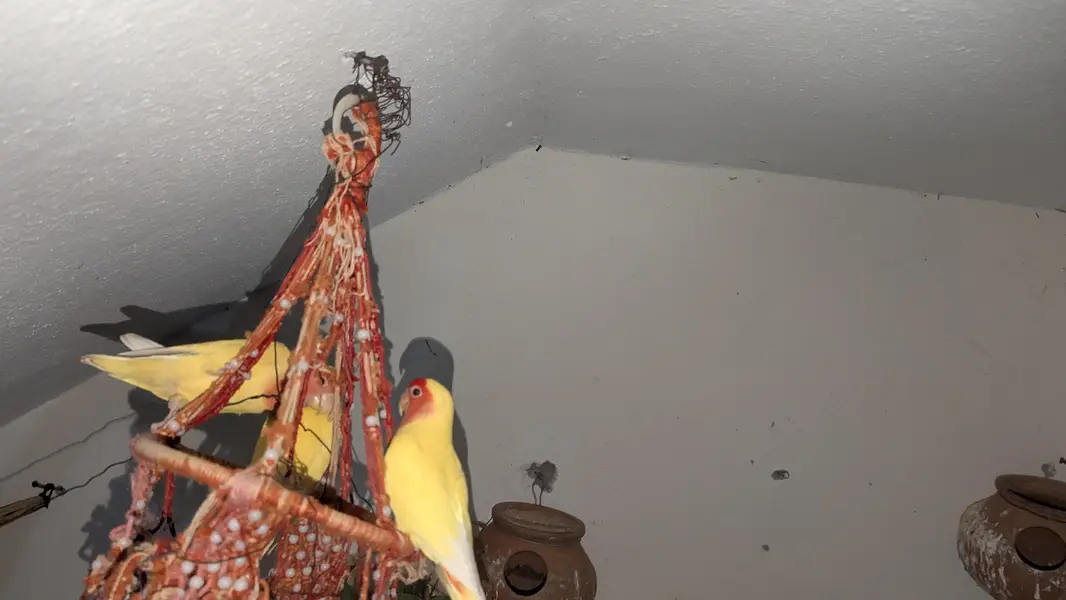 love birds — photo 2