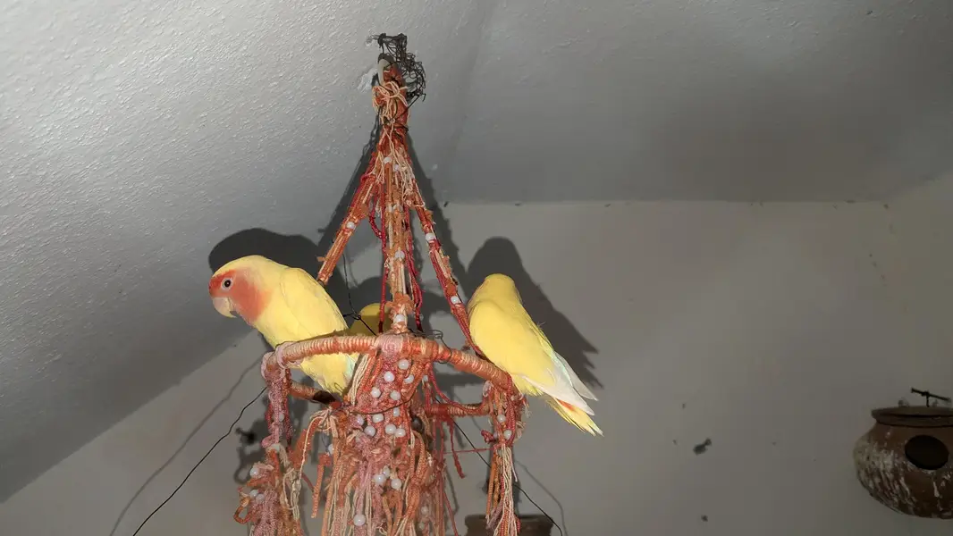 love birds — photo 3