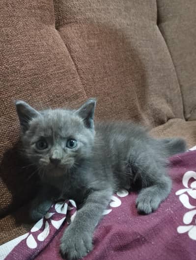 Grey Siamese Kitten
