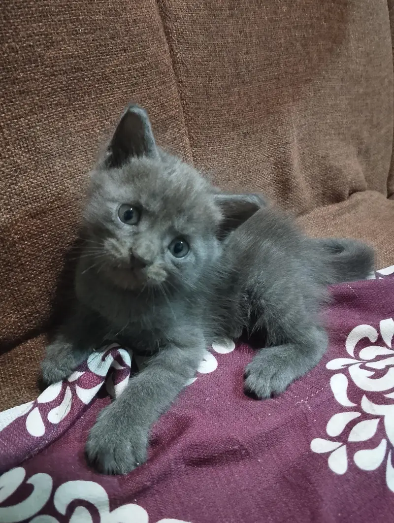 Grey Siamese Kitten — photo 2