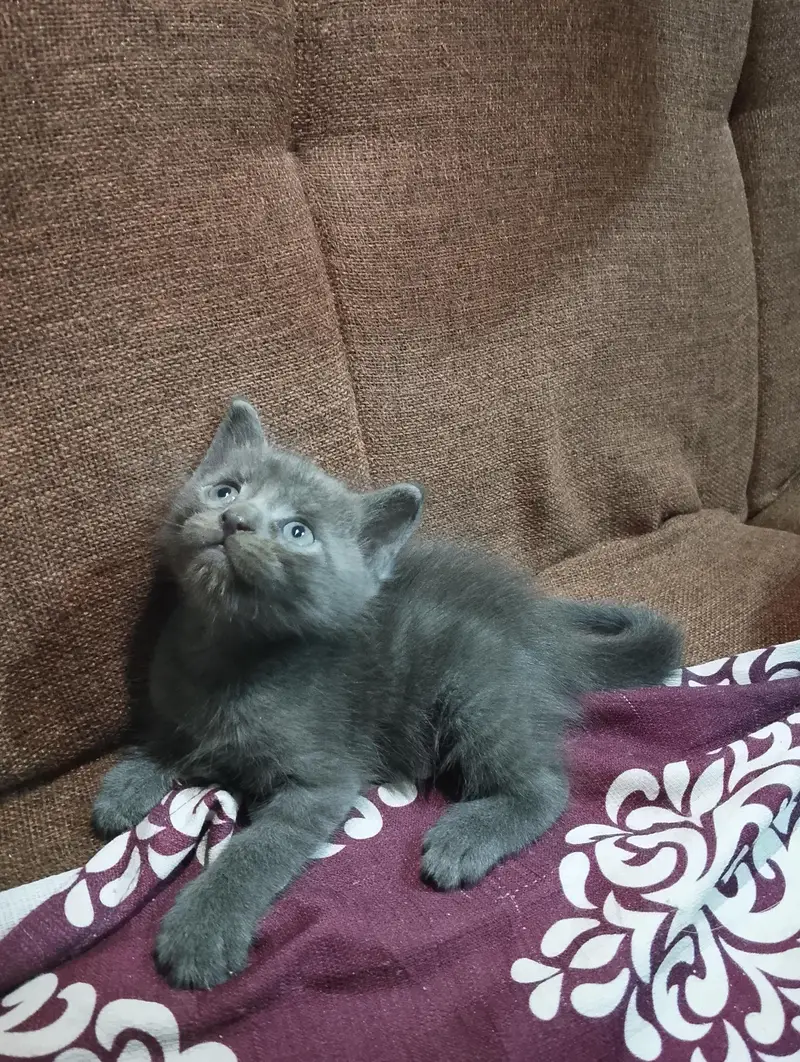 Grey Siamese Kitten — photo 3