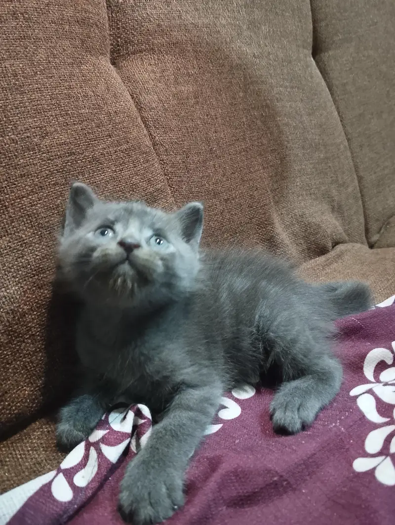 Grey Siamese Kitten — photo 4