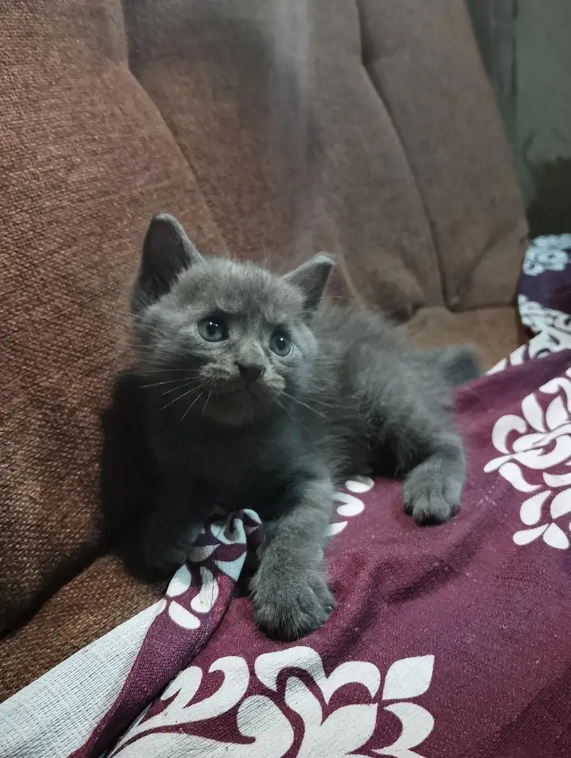 Grey Siamese Kitten — photo 5