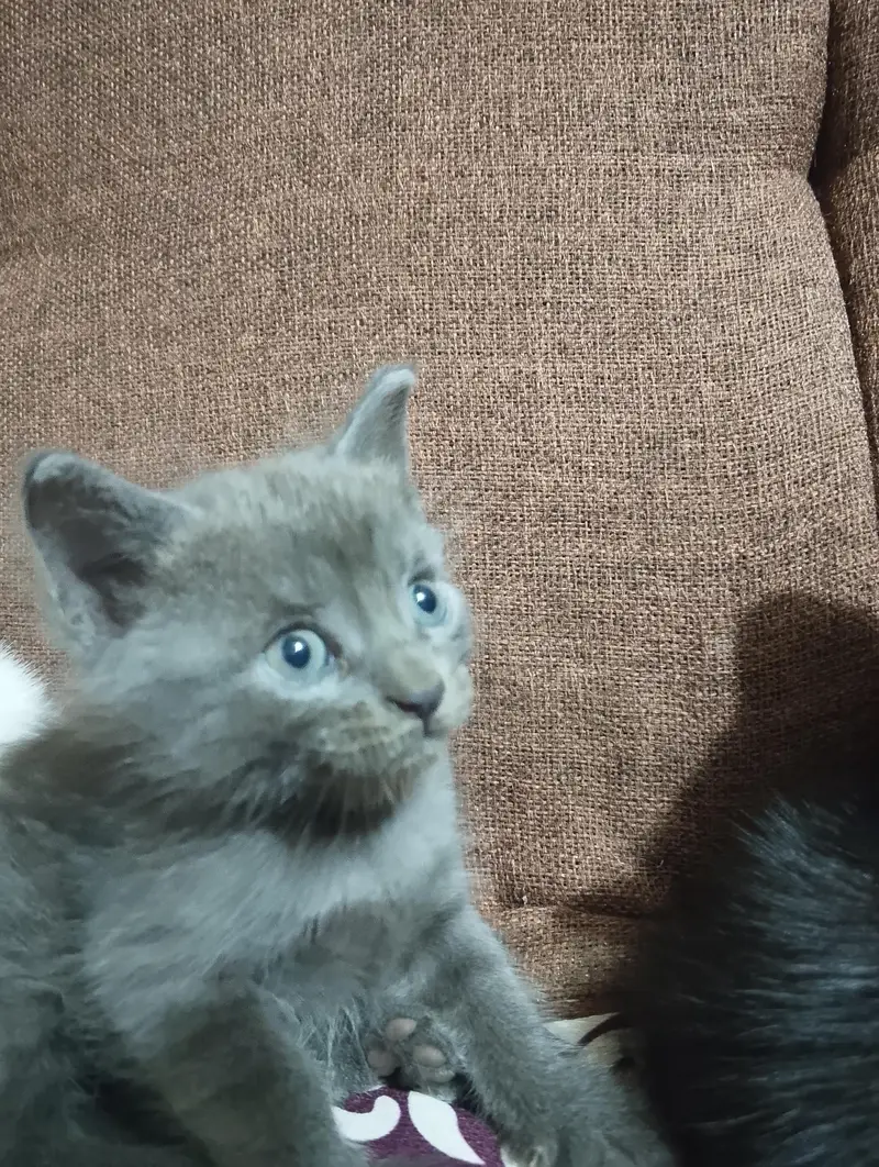 Grey Siamese Kitten — photo 6