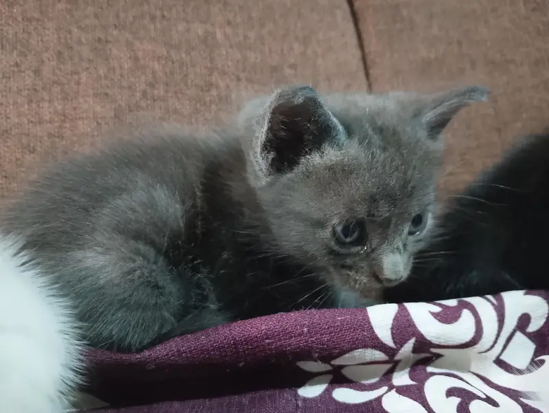 Grey Siamese Kitten — photo 7