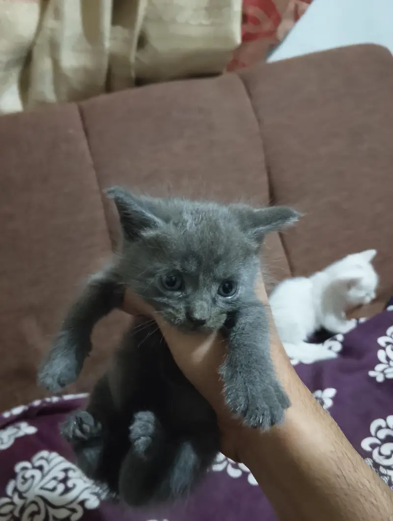 Grey Siamese Kitten — photo 8