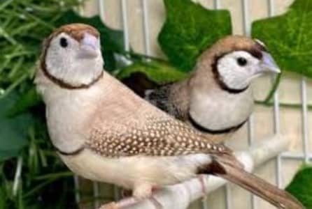 fawn owl